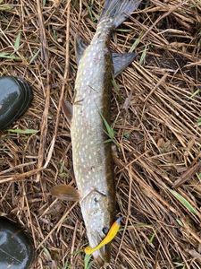 Northern Pike