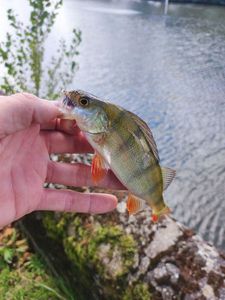 European Perch