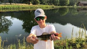 European Perch