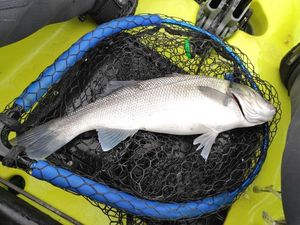 European Bass (Seabass)