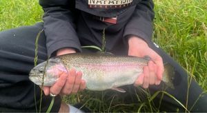 Rainbow Trout