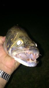 Zander