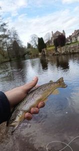 Brown Trout