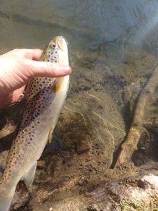 Brown Trout