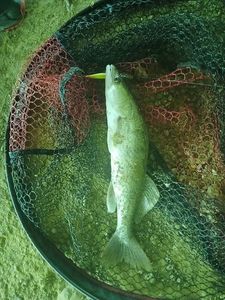 Zander