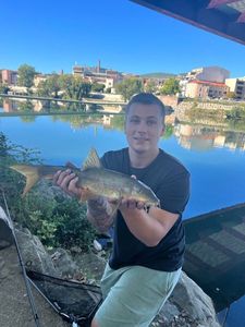 Barbel