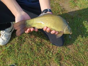 Tench