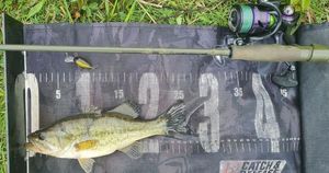 Largemouth Bass