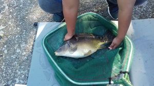 Mirror Carp