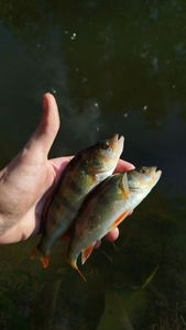 European Perch