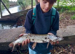 Northern Pike