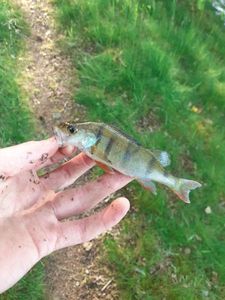European Perch