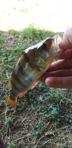 European Perch