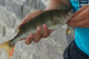 European Perch