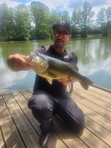 Largemouth Bass