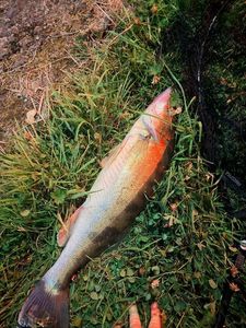 Zander