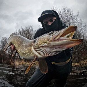 Northern Pike