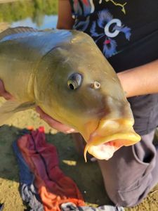 Mirror Carp