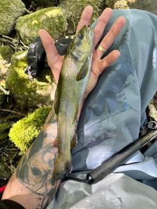 Brown Trout