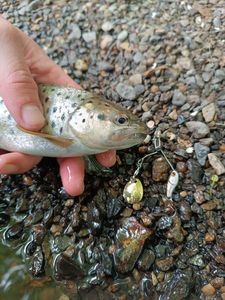 Brown Trout
