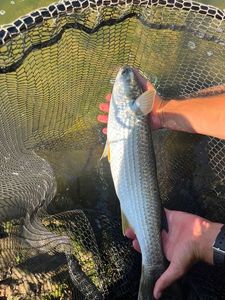 Thinlip grey mullet