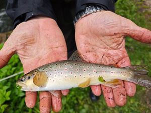 Brown Trout