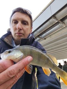 European Perch