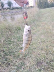 European Perch