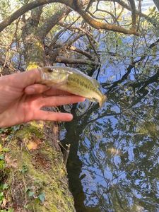 Smallmouth Bass