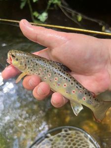 Brown Trout