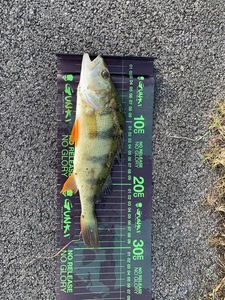 European Perch