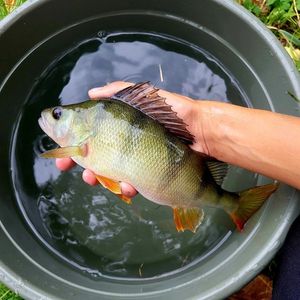 European Perch