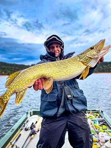 Northern Pike