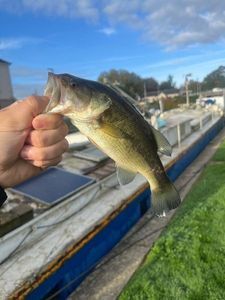 Smallmouth Bass