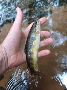 Brown Trout