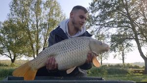 Common Carp