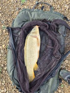 Common Carp