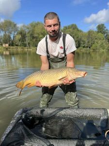 Common Carp