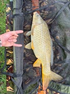 Common Carp