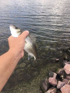 European Bass (Seabass)