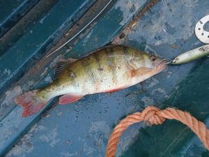 European Perch