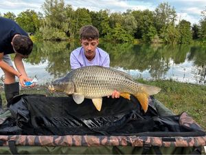 Common Carp