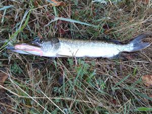 Northern Pike