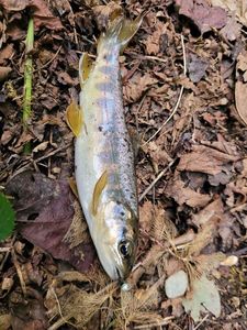 Brown Trout