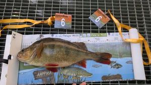 European Perch