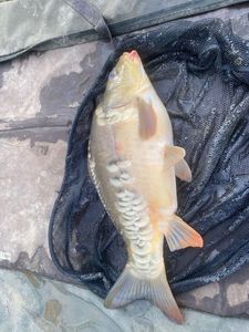 Mirror Carp