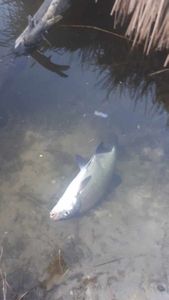 Common Bream