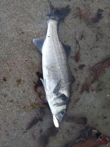 European Bass (Seabass)