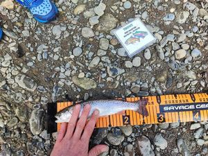 Rainbow Trout