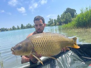 Common Carp
